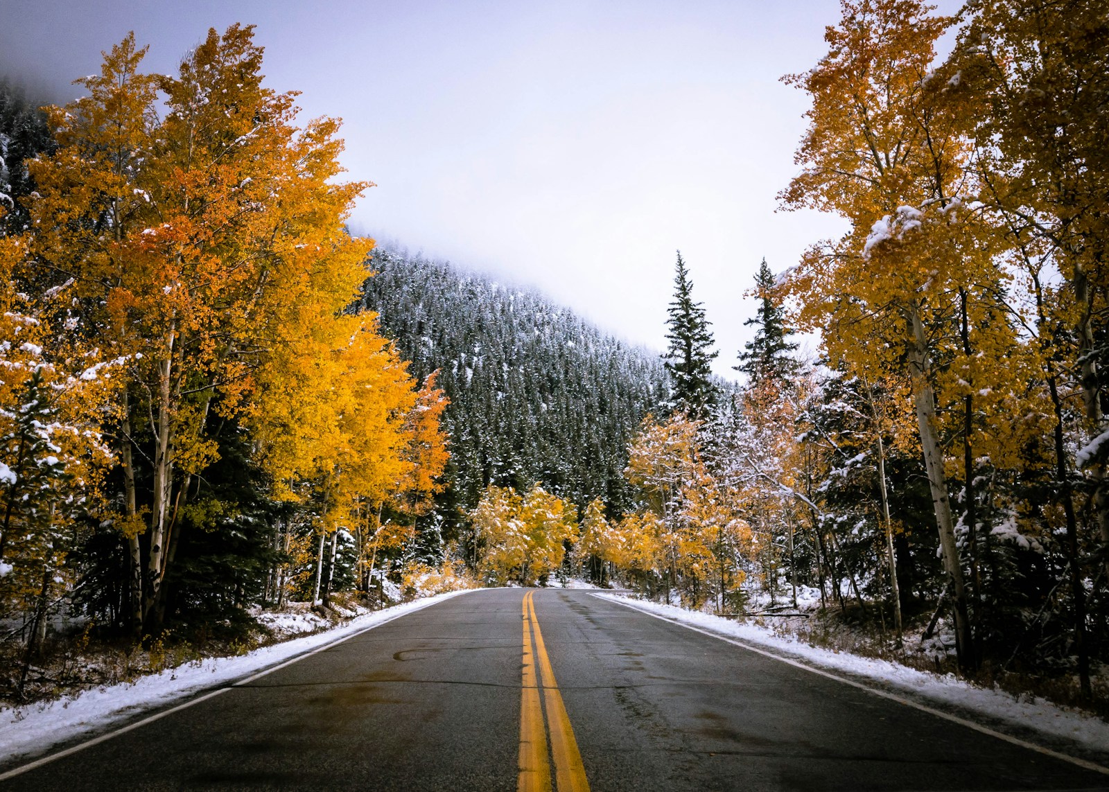 gray road surrounded by yellow leafed trees
